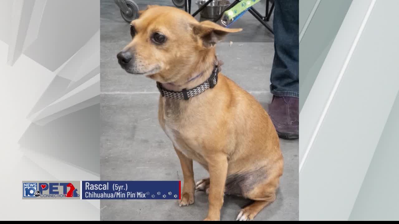 Rascal – NEWS10 ABC